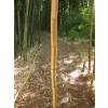 Bambou Phyllostachys vivax aureo.