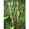 Bambou Phyllostachys vivax aureo.