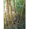 Bambou Phyllostachys vivax aureo.