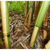 Bambou Phyllostachys vivax aureo.