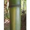 Bambou Phyllostachys vivax Huang.