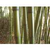 Bambou Phyllostachys vivax Huang.