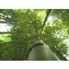 Bambou Phyllostachys vivax Huang.