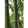 Bambou Phyllostachys viridis H.