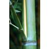 Bambou Phyllostachys viridis H.