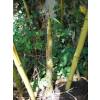 Bambou Phyllostachys viridis H.