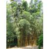 Bambou Phyllostachys viridis H.