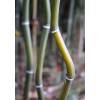 Bambou Phyllostachys aureo. Alata