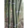 Bambou Phyllostachys aureo. Alata