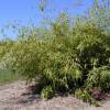 Bambou Phyllostachys flexuosa