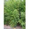 Bambou Phyllostachys flexuosa