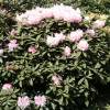 Rhododendron nain blanc