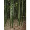 Bambou Phyllostachys vivax