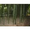 Bambou Phyllostachys vivax