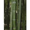 Bambou Phyllostachys vivax