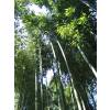 Bambou Phyllostachys vivax