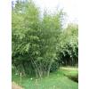 Bambou Phyllostachys nuda localis