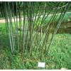 Bambou Phyllostachys nuda localis