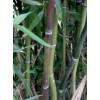Bambou Phyllostachys nuda localis
