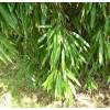 Bambou Phyllostachys stimulosa