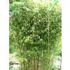 Bambou Phyllostachys stimulosa