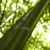 Bambou Phyllostachys viridiglau.