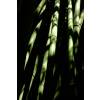 Bambou Phyllostachys viridiglau.