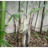Bambou Phyllostachys viridiglau.