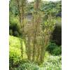 Bambou Thamnocalamus tessellatus