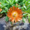 Pourpier vivace orange