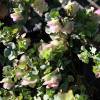 Origan 'Kent Beauty'