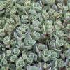 Orpin � feuilles grises