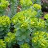 Euphorbe de Corse