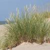 Oyat des sables, Oyat des dunes