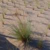 Oyat des sables, Oyat des dunes