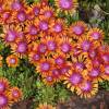 Pourpier vivace bicolore 'Fireglow'