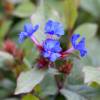 Plumbago rampant de Chine, Dentelaire