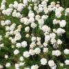Gazon d'Espagne � fleurs blanches