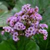 Berg�nie � feuilles cord�es, Plante des savetiers