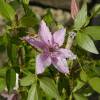 Cl�matite 'Hagley Hybrid'