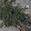 Camomille marocaine, Pyr�thre d'Afrique