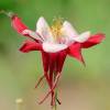 Ancolie 'Crismon Star'