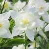 Ancolie 'Kristall'