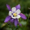 Ancolie 'Blue Star'