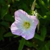 Onagre rose 'Siskiyou'
