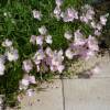 Onagre rose 'Siskiyou'