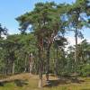 Pin sylvestre
