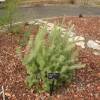 Buisson laineux