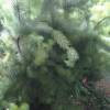 Buisson laineux