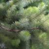 Buisson laineux